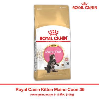 (สินค้าต้องสั่งจองล่วงหน้า 2-3 วัน) Royal Canin Kitten Maine Coon 36 อาหารลูกแมวเมนคูน 3-15เดือน (10kg)