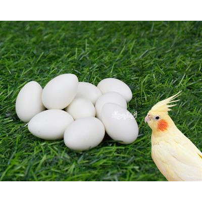 ไข่เทียม แก้ปัญหาลูกนกตายคารังก่อนโต สำหรับนกค๊อกคาเทล (10 ฟอง)