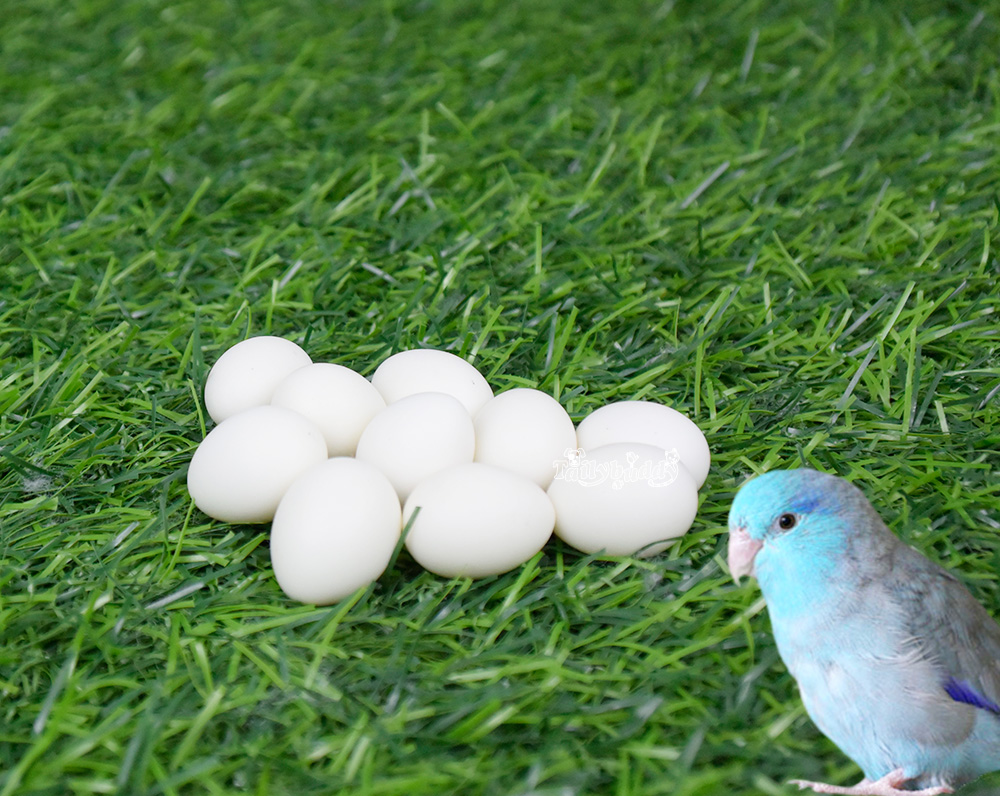 ไข่เทียม แก้ปัญหาลูกนกตายคารังก่อนโต สำหรับนกฟอพลัส (10 ฟอง)