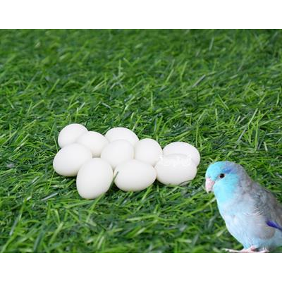 ไข่เทียม แก้ปัญหาลูกนกตายคารังก่อนโต สำหรับนกฟอพลัส (10 ฟอง)