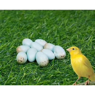 ไข่เทียม แก้ปัญหาลูกนกตายคารังก่อนโต สำหรับนกคีรีบูน (10 ฟอง)