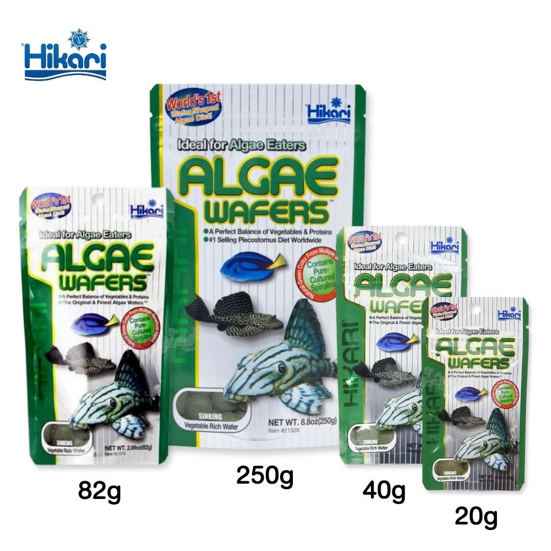 Hikari Algae Wafers อาหารปลาฮิคาริ สำหรับปลากินพืช กินตะไคร่ แบบเม็ดจม สำหรับปลาพื้นตู้ ปลาแพะ ปลาหมู ปลาซัคเกอร์ เม็ดจม