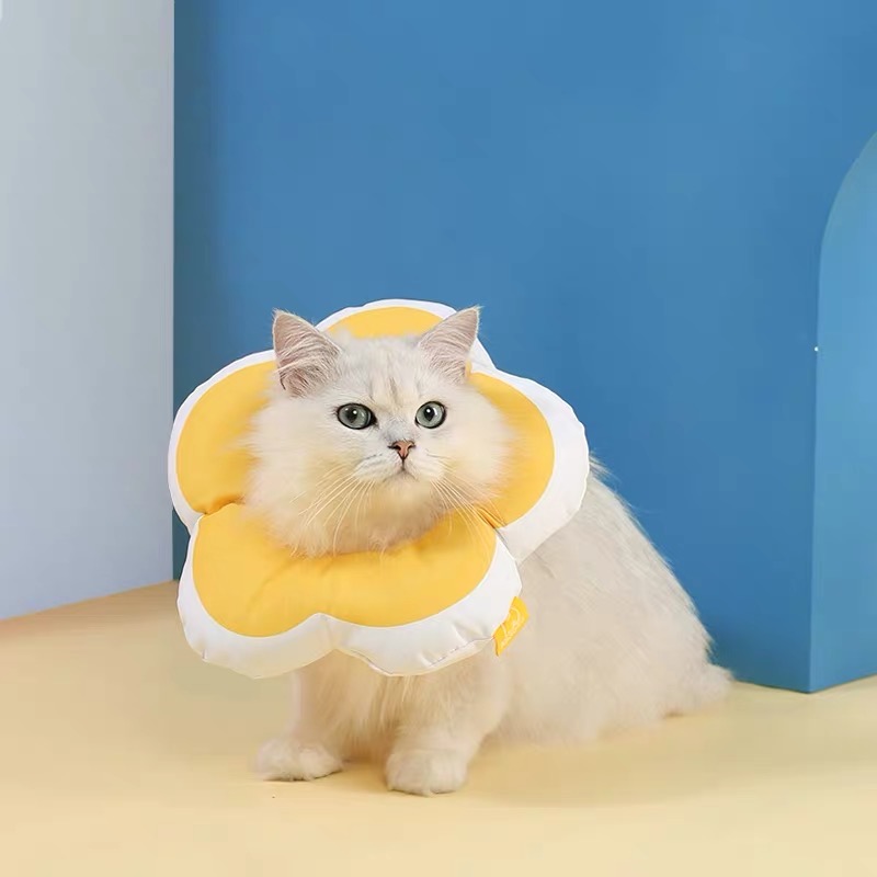 Hosico Cat - Introducing designer cat collars Miaora