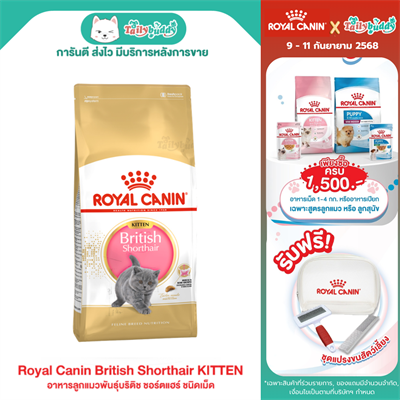 Royal Canin British Shorthair Kitten อาหารลูกแมวพันธุ์บริติช ชอร์ตแฮร์ อายุ 4-12 เดือน แบบเม็ด