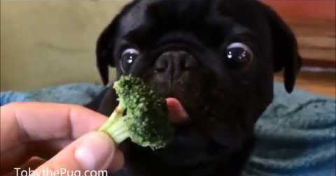 หมาน้อยกินผัก บล็อกโคลี่