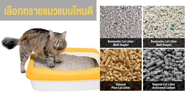 เลือกทรายแมวแบบไหนดี